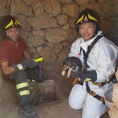 11 cuccioli di cane in un pozzo di Mariotto: salvati dai Vigili del Fuoco