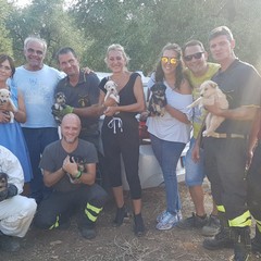 11 cuccioli di cane in un pozzo di Mariotto: salvati dai Vigili del Fuoco