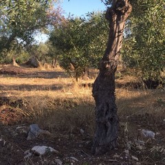 La posidonia rinvenuta nelle campagne di Giovinazzo