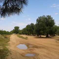 tratto della via Traiana Sovereto Terlizzi