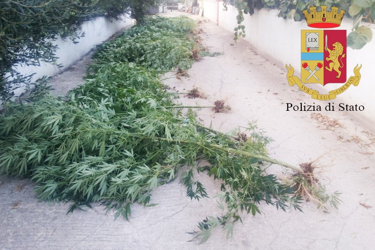 Le 40 piante di marijuana sequestrate dalla Polizia di Stato