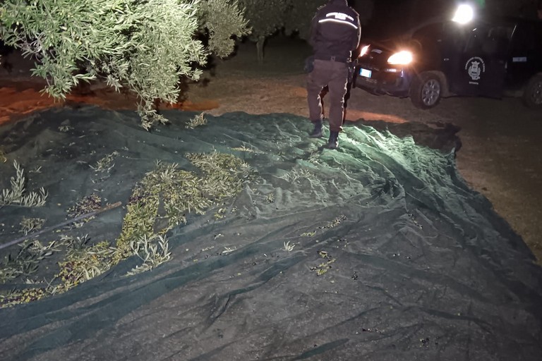 Furto olive - Consorzio Custodia Campi