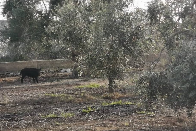 Uno dei cinghiali visto a Giovinazzo