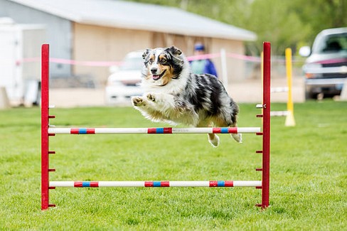 Agility dog