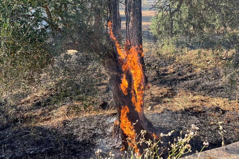 Fiamme in campagna