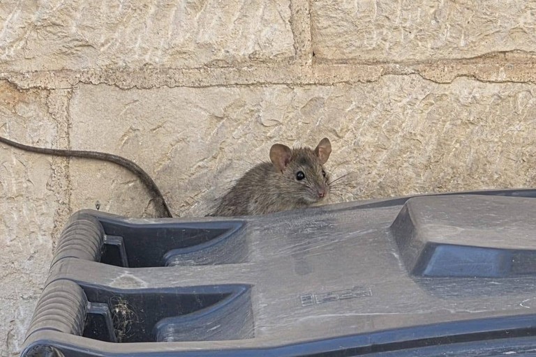 Ratto in via Traetta tra i carrellati. <span>Foto M.M. </span>