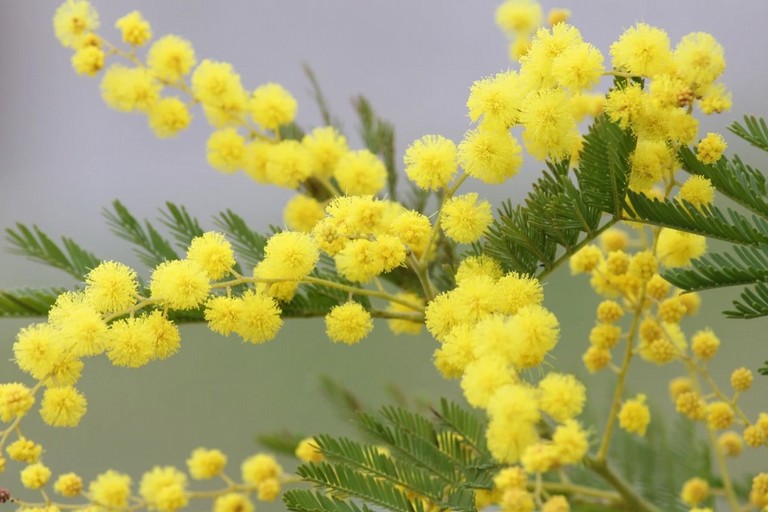 La Mimosa simbolo della Giornata dedicata alle donne