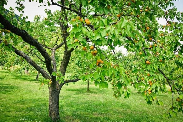 Alberi di albicocche