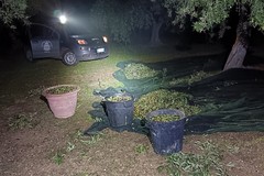 Sventato un furto di olive a Bitonto: ladro fermato, refurtiva recuperata