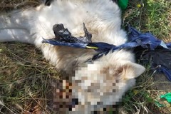 Maremmano trovato morto con una busta intorno al collo a Palo