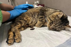 Morto il gatto colpito alla schiena da un proiettile