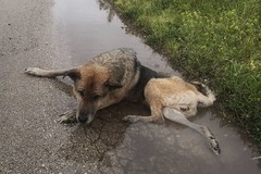 Cane abbandonato e malato recuperato grazie a un cittadino
