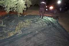Tentano di rubare le olive, poi scappano. Furto sventato dal consorzio Custodia Campi