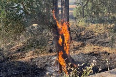 Fiamme nei campi: Vigili del Fuoco in azione a Bitonto sulla sp 156