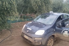 Sventato furto d'olive. Ladri in fuga nelle campagne, recuperati 4 quintali