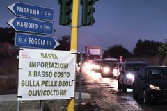 Sp 231 bloccata: gli olivicoltori in protesta a Bitonto