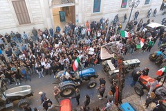 Settore olivicolo, la Giunta comunale di Bitonto istituisce Tavolo di crisi permanente