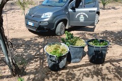 Sventato un altro furto di uva a Bitonto: è il secondo in poche ore