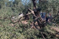 Strage di ulivi secolari a Bitonto, quasi 40 alberi tagliati nella notte