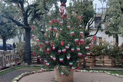 Natale a Mariotto, gli studenti addobbano l'albero in piazza Roma