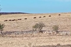 Cinghiali, il Parco dell'Alta Murgia è ancora sotto assedio