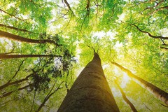 Transizione ecologica, l'incontro promosso dai Cinque Stelle di Bitonto