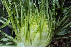Cicoria "Puntarelle" coltivata a Bitonto: ok all'IGP