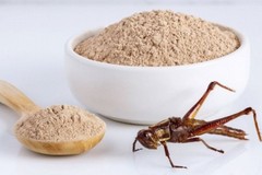 Rischio allergia per farine di insetti: Governo e Coldiretti spingono per etichettatura