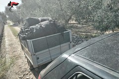 Furti di olive a Modugno: due denunciati, uno è di Bitonto