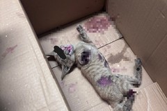 Gattino investito e lasciato agonizzante in via Traetta: la denuncia di Qua la zampa HEART