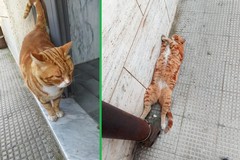 "Rapito" il gatto di quartiere di piazza Marena, a Bitonto