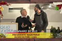 VIDEO – Olio EVO: il bitontino Gennaro Sicolo a Striscia la Notizia per smascherare le truffe