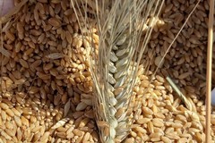 Prezzo del grano duro, Gennaro Sicolo: «Occorre tutela della giusta redditività»
