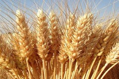 Allarme Coldiretti: «Col caldo a rischio ortaggi, grano e foraggere»