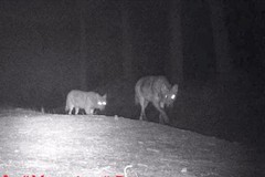 Due lupi avvistati a Bitonto sulla Murgia del Ceraso