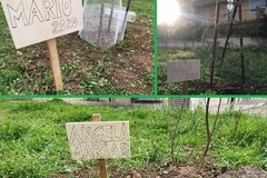 Tre nuovi nati a Bitonto: piantato un albero per ognuno di essi