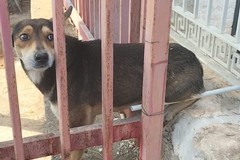 Cane intrappolato in una ringhiera: salvato dai Vigili del Fuoco