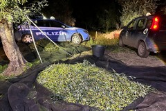 Ladri a caccia dell'oro verde: maxi furto di olive sventato a Bitonto