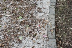 Esche topicide abbandonate in Villa Comunale: Lorusso ed Altamura chiedono maggiori controlli