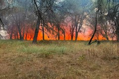 Incendio nel bosco di Bitonto, Putignano: «Prevenzione deve diventare una priorità»