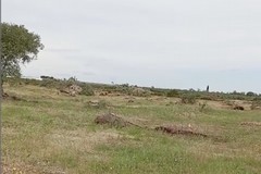 CIA Puglia, quasi duemila gli ulivi sradicati a Bitonto