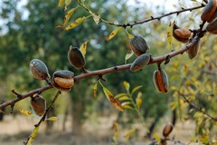 Raccolto mandorle minacciato anche a Bitonto da pappagalli verdi