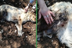 Attaccata e uccisa dai cinghiali: cagnolina morta dopo un'aggressione