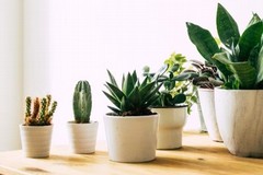 Vasi in plastica per fiori e piante, ottenuta la sospensione del contributo ambientale CONAI