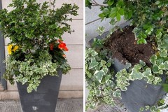 Triste lunedì: rubate due begonie da una fioriera in Via Verdi