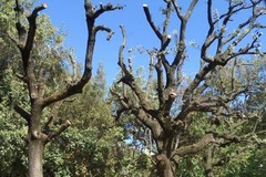 Potatura alberi a Mariotto: insorgono VogliAMO Bitonto Pulita e l’associazione Mowgli