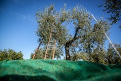 Oleturismo, il 74% dei viaggiatori interessati ad esperienza in oliveti