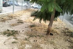 Sporcizia nell'area sgambamento cani, la denuncia di "Insieme si può"