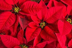 Banchetti con le stelle di Natale AIL anche a Bitonto