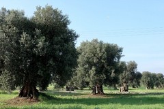 A Bitonto si fa "Merende nell'oliveta"